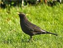 Click image for larger version. 

Name:	blackbird.jpg 
Views:	340 
Size:	23.5 KB 
ID:	4906