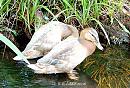 Click image for larger version. 

Name:	Leucistic_Ducklings.jpg 
Views:	313 
Size:	178.7 KB 
ID:	5005