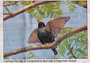 Click image for larger version. 

Name:	Starling in print.jpg 
Views:	158 
Size:	66.8 KB 
ID:	5045