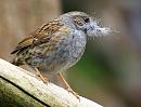 Click image for larger version. 

Name:	dunnock.JPG 
Views:	149 
Size:	74.0 KB 
ID:	5143