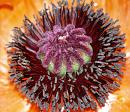 Click image for larger version. 

Name:	Oriental_Poppy_small.jpg 
Views:	207 
Size:	301.7 KB 
ID:	517