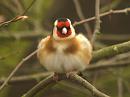 Click image for larger version. 

Name:	Goldfinch.jpg 
Views:	189 
Size:	380.1 KB 
ID:	52