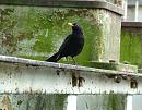 Click image for larger version. 

Name:	08-06-06-4008 - SHRUNK - blackbird.jpg 
Views:	168 
Size:	476.3 KB 
ID:	5215