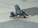 Click image for larger version. 

Name:	08-06-06-4058 - SHRUNK - courting pigeon 1.jpg 
Views:	1001 
Size:	354.7 KB 
ID:	5223
