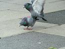 Click image for larger version. 

Name:	08-06-06-4059 - SHRUNK - courting pigeon 2.jpg 
Views:	882 
Size:	360.5 KB 
ID:	5224