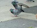 Click image for larger version. 

Name:	08-06-06-4060 - SHRUNK - courting pigeon 3.jpg 
Views:	322 
Size:	364.6 KB 
ID:	5225