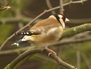 Click image for larger version. 

Name:	Goldfinch1.jpg 
Views:	228 
Size:	349.6 KB 
ID:	53