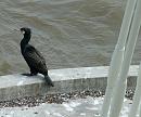 Click image for larger version. 

Name:	Cormorant 3313 - cropped - SHRUNK.jpg 
Views:	226 
Size:	274.0 KB 
ID:	536