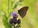 Click image for larger version. 

Name:	meadow_brown_1.jpg 
Views:	167 
Size:	93.7 KB 
ID:	5538
