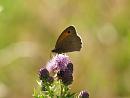 Click image for larger version. 

Name:	meadow_brown_2.jpg 
Views:	162 
Size:	85.2 KB 
ID:	5539