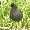 Click image for larger version. 

Name:	moorhen_2.jpg 
Views:	185 
Size:	254.4 KB 
ID:	558