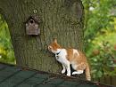 Click image for larger version. 

Name:	cat_bird_box.jpg 
Views:	161 
Size:	115.6 KB 
ID:	5636