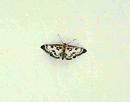 Click image for larger version. 

Name:	small_magpie_moth.jpg 
Views:	189 
Size:	39.6 KB 
ID:	5640