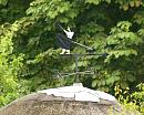 Click image for larger version. 

Name:	wargrave_weather_vane.jpg 
Views:	948 
Size:	170.6 KB 
ID:	5716