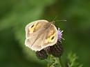 Click image for larger version. 

Name:	meadow_brown_1.jpg 
Views:	533 
Size:	109.2 KB 
ID:	5766