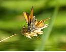 Click image for larger version. 

Name:	small_skipper_front_1.jpg 
Views:	228 
Size:	142.1 KB 
ID:	5783