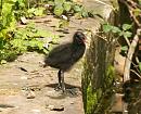 Click image for larger version. 

Name:	moorhen.jpg 
Views:	221 
Size:	179.6 KB 
ID:	5789