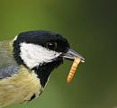 Click image for larger version. 

Name:	great tit.JPG 
Views:	185 
Size:	157.5 KB 
ID:	579