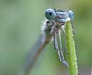 Click image for larger version. 

Name:	blue_damsel_fly.jpg 
Views:	184 
Size:	375.7 KB 
ID:	5794