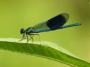 Click image for larger version. 

Name:	banded_demoiselle.jpg 
Views:	186 
Size:	183.3 KB 
ID:	5806