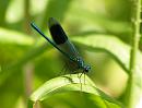 Click image for larger version. 

Name:	banded_demoiselle_1.jpg 
Views:	169 
Size:	151.7 KB 
ID:	5807
