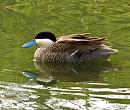 Click image for larger version. 

Name:	Argentinian-Ruddy-Duck.jpg 
Views:	1523 
Size:	493.4 KB 
ID:	5875