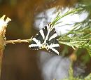 Click image for larger version. 

Name:	jersey_tiger_moth.jpg 
Views:	274 
Size:	125.4 KB 
ID:	5937