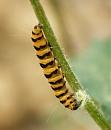 Click image for larger version. 

Name:	cinnabar_moth_caterpillar.jpg 
Views:	464 
Size:	107.7 KB 
ID:	5938