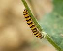 Click image for larger version. 

Name:	cinnabar_moth_caterpillar_1.jpg 
Views:	498 
Size:	61.7 KB 
ID:	5939