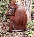 Click image for larger version. 

Name:	Orangutan.jpg 
Views:	195 
Size:	228.3 KB 
ID:	5992
