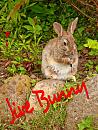Click image for larger version. 

Name:	jive-bunny.jpg 
Views:	159 
Size:	445.2 KB 
ID:	5993