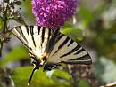Click image for larger version. 

Name:	scarce_swallowtail.jpg 
Views:	224 
Size:	155.3 KB 
ID:	5998