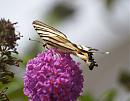 Click image for larger version. 

Name:	scarce_swallowtail_1.jpg 
Views:	195 
Size:	133.7 KB 
ID:	5999