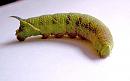 Click image for larger version. 

Name:	Lime Hawk Moth Caterpillar.jpg 
Views:	27896 
Size:	71.0 KB 
ID:	605