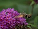 Click image for larger version. 

Name:	hummingbird_hawk_moth_5.jpg 
Views:	270 
Size:	194.0 KB 
ID:	6055