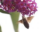 Click image for larger version. 

Name:	hummingbird_hawk_moth_6.jpg 
Views:	278 
Size:	107.8 KB 
ID:	6056