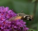 Click image for larger version. 

Name:	hummingbird_hawk_moth_10.jpg 
Views:	959 
Size:	122.7 KB 
ID:	6060