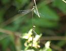 Click image for larger version. 

Name:	emerald_damselfly.jpg 
Views:	158 
Size:	118.1 KB 
ID:	6143