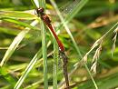 Click image for larger version. 

Name:	ruddy_darter_mating.jpg 
Views:	173 
Size:	183.5 KB 
ID:	6147