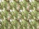 Click image for larger version. 

Name:	Chiffchaff_collage_small.jpg 
Views:	201 
Size:	261.7 KB 
ID:	6152