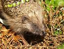 Click image for larger version. 

Name:	hedgehog_2.jpg 
Views:	200 
Size:	274.3 KB 
ID:	6180