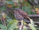 Click image for larger version. 

Name:	Dunnock_1.jpg 
Views:	649 
Size:	117.9 KB 
ID:	6230