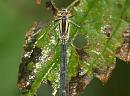 Click image for larger version. 

Name:	damselfly.jpg 
Views:	206 
Size:	187.7 KB 
ID:	6266