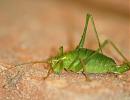 Click image for larger version. 

Name:	speckled_bush_cricket.jpg 
Views:	369 
Size:	139.4 KB 
ID:	6280