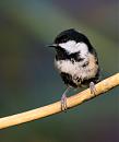 Click image for larger version. 

Name:	coal tit 1.JPG 
Views:	179 
Size:	62.5 KB 
ID:	6558