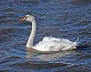 Click image for larger version. 

Name:	Mute Swan DSC_0027.jpg 
Views:	223 
Size:	311.4 KB 
ID:	6607