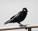 Click image for larger version. 

Name:	Carrion Crow DSC_0035.JPG 
Views:	5397 
Size:	104.4 KB 
ID:	6620