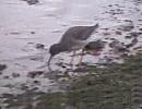 Click image for larger version. 

Name:	Redshank sml.jpg 
Views:	172 
Size:	38.9 KB 
ID:	6624