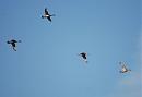 Click image for larger version. 

Name:	Pintails DSC_0053.JPG 
Views:	167 
Size:	46.0 KB 
ID:	6683