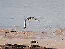 Click image for larger version. 

Name:	Oystercatcher DSC_0301.JPG 
Views:	169 
Size:	116.2 KB 
ID:	6692